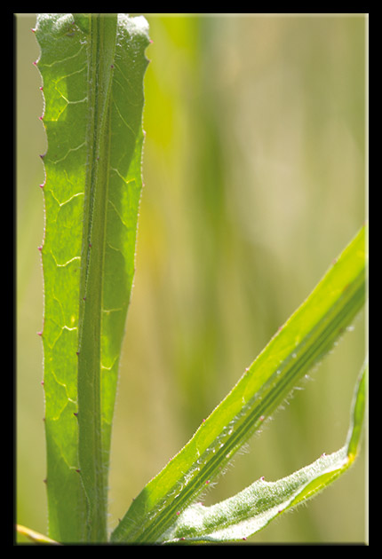 Centaurea napifolia / Fiordaliso romano