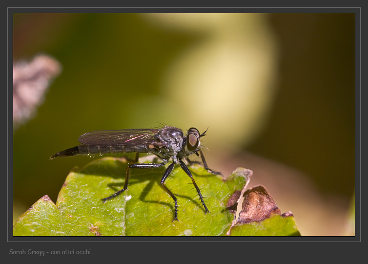 Due Asilidae dalla Majella