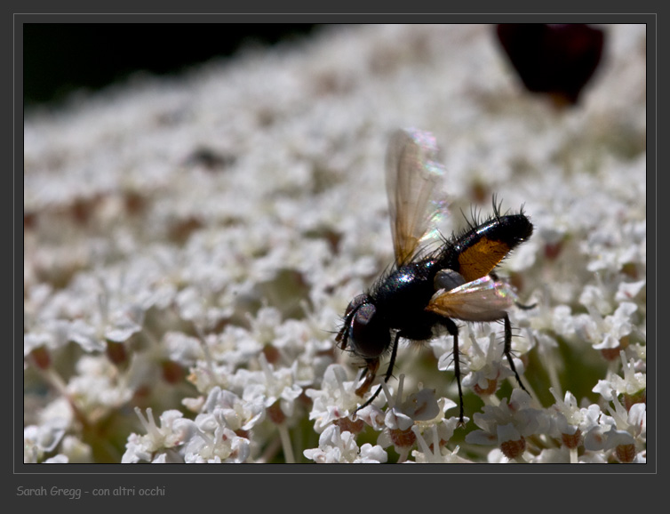 Due Tachinidae (Cylindromyia sp.. e Clairvillia sp.)