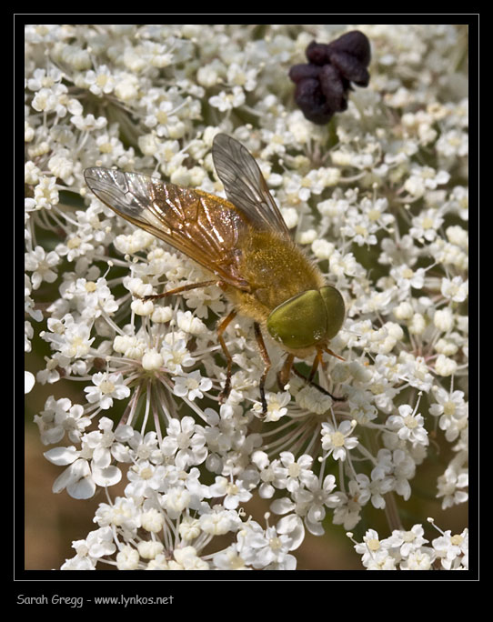 Atylotus sp.?  si  lui.