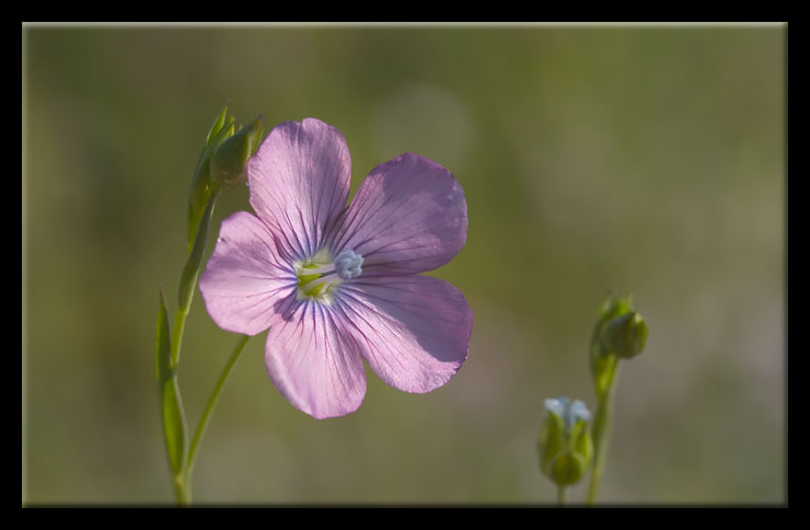 Linum a confronto