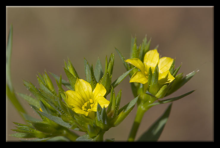 Linum a confronto