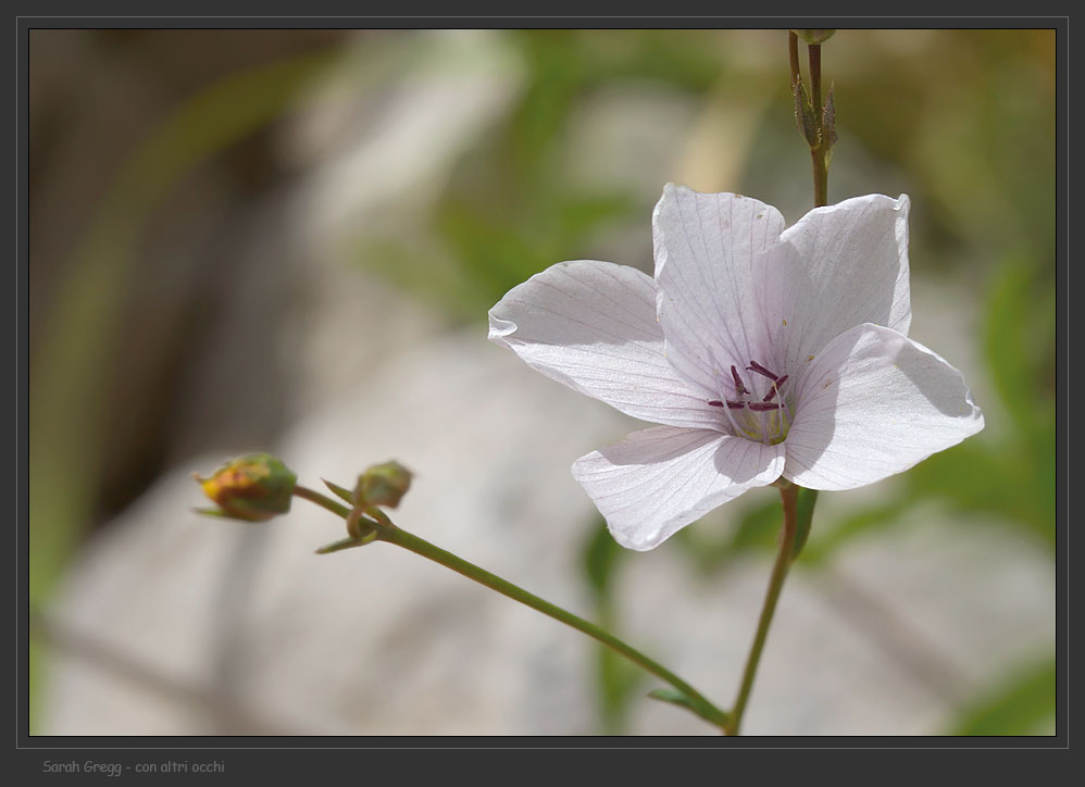 Linum a confronto