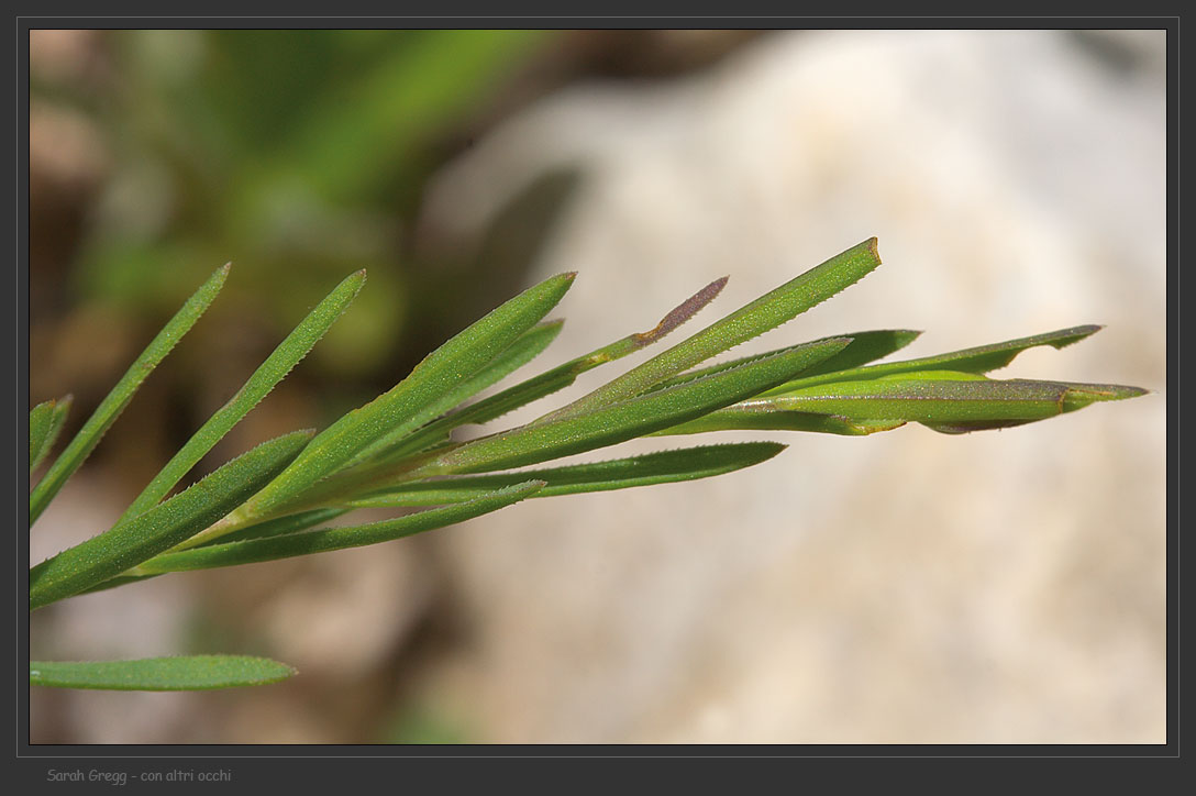 Linum a confronto