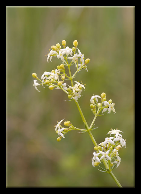 Misto di fiori dalla Majella