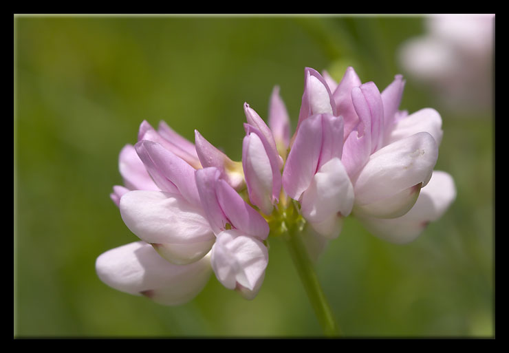 Misto di fiori dalla Majella
