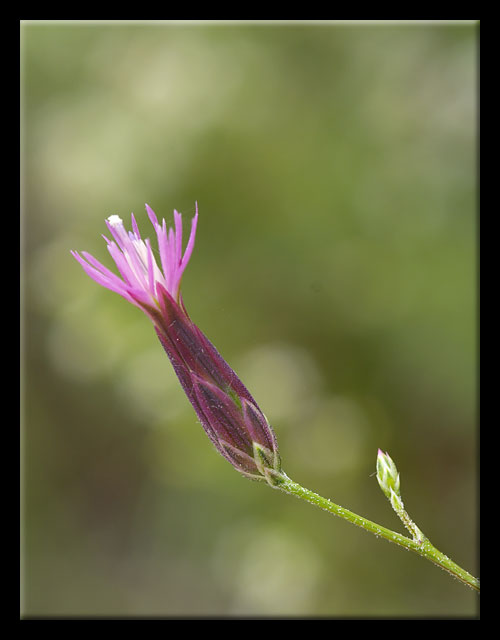 Misto di fiori dalla Majella