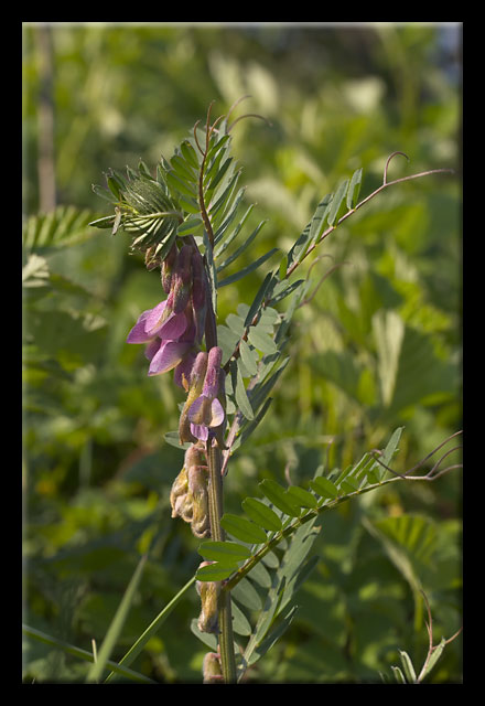 Vicia pannonica / Veccia ungherese
