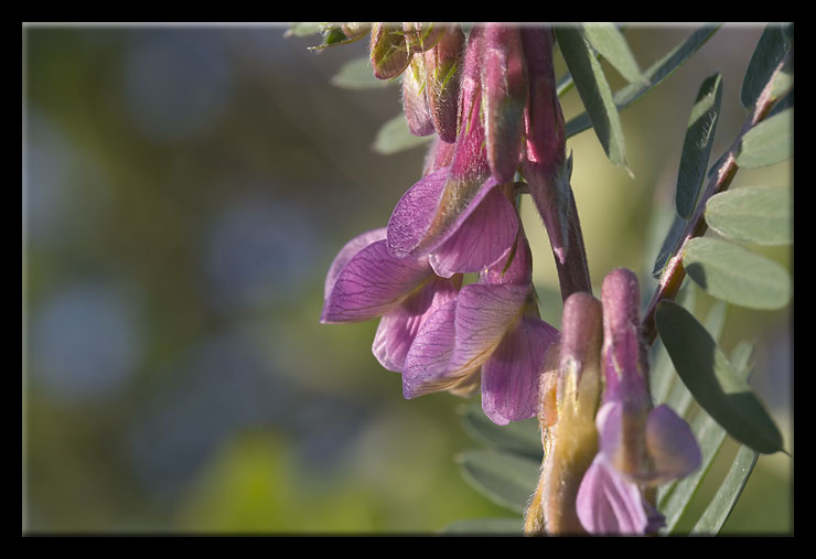 Vicia pannonica / Veccia ungherese