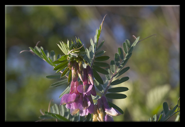 Vicia pannonica / Veccia ungherese