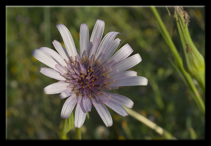 Tragopogon porrifolius / Barba di becco violetta