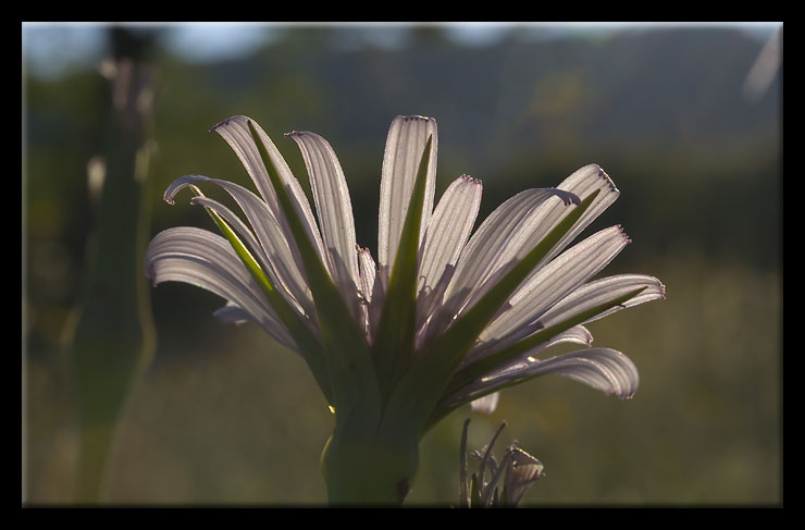 Tragopogon porrifolius / Barba di becco violetta
