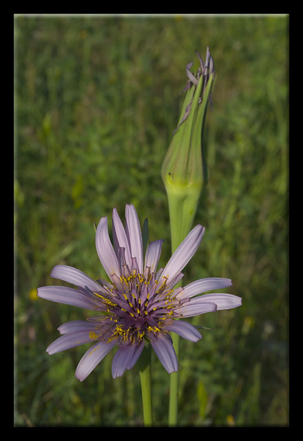 Tragopogon porrifolius / Barba di becco violetta
