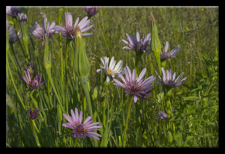 Tragopogon porrifolius / Barba di becco violetta