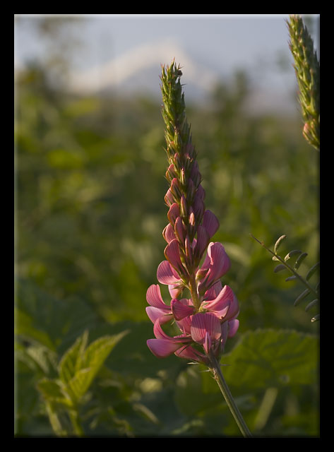 Onobrychis viciifolia / Lupinella comune