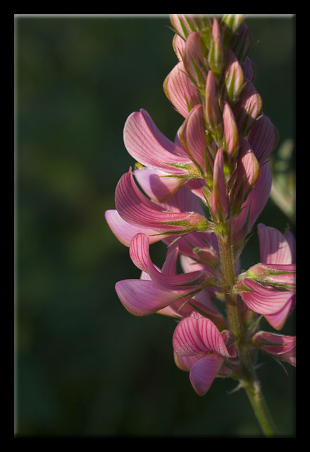 Onobrychis viciifolia / Lupinella comune