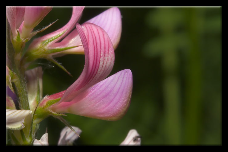 Onobrychis viciifolia / Lupinella comune
