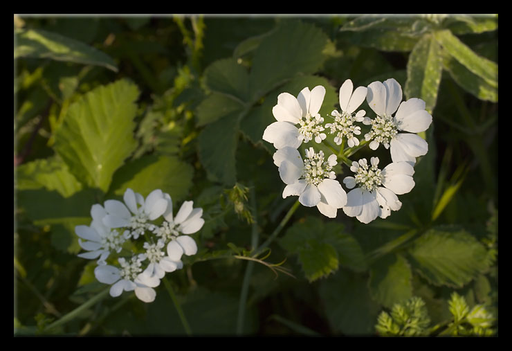 Orlaya grandiflora e Tordilium apulum