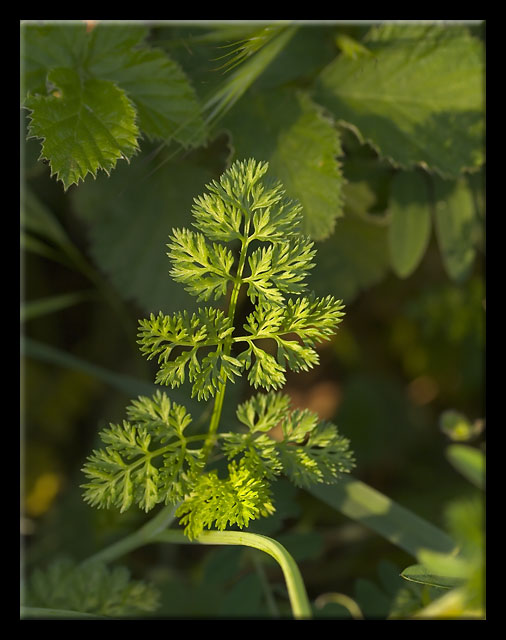 Orlaya grandiflora e Tordilium apulum