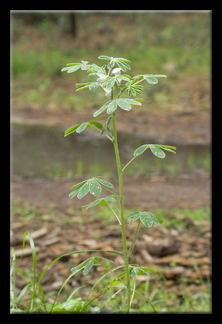 Lupinus albus / Lupino bianco
