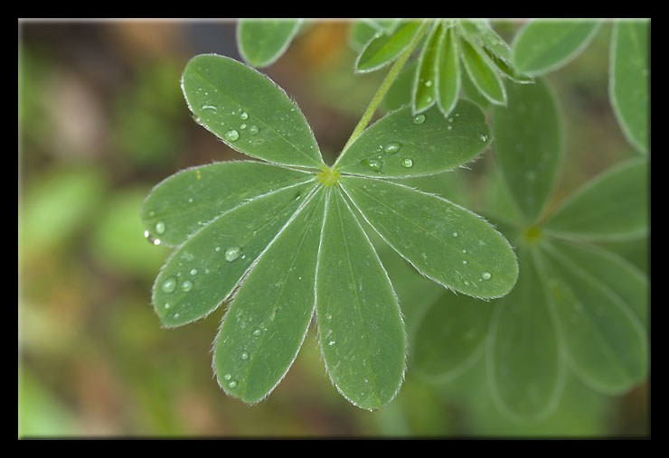 Lupinus albus / Lupino bianco