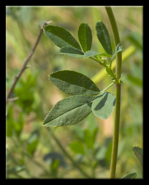 Medicago sativa / Erba medica