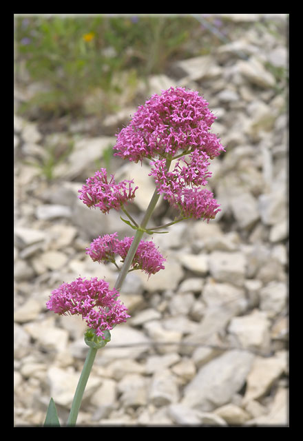 Misto di fiori dalla Majella