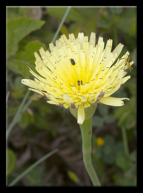 Misto di fiori dalla Majella