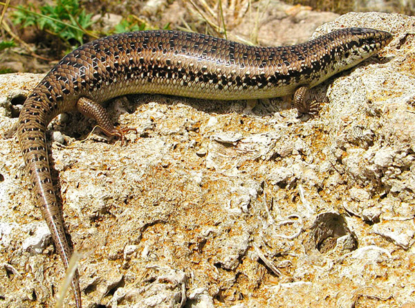 Gongilo siculo Chalcides ocellatus tiligugu in bella posa