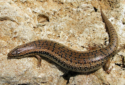 Gongilo siculo Chalcides ocellatus tiligugu in bella posa