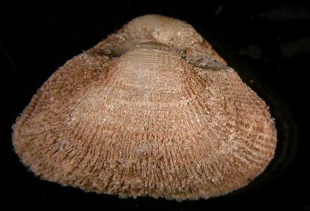 Striarca lactea