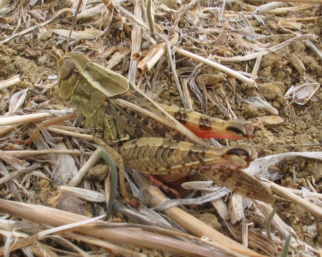 Coleotteri, Imenotteri, Neurotteri. Ortotteri.