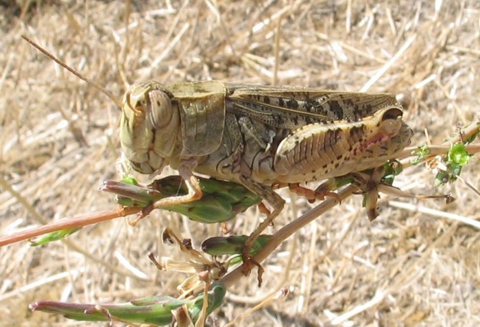 Coleotteri, Imenotteri, Neurotteri. Ortotteri.