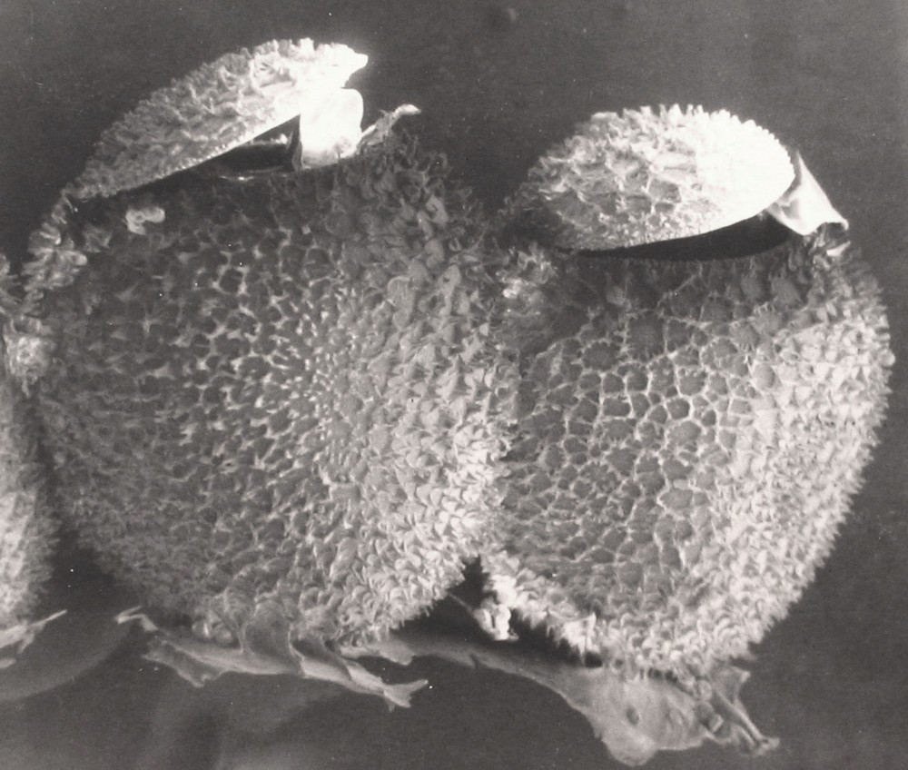 Uova di Carpocoris al microscopio a scansione