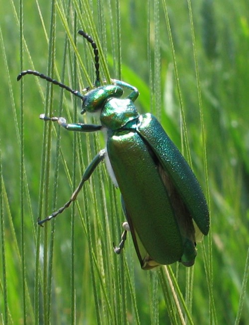 Coleotteri, Imenotteri, Neurotteri. Ortotteri.