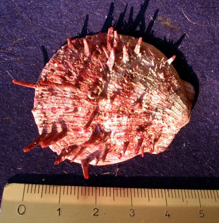 Spondylus gaederopus e Pinctada radiata