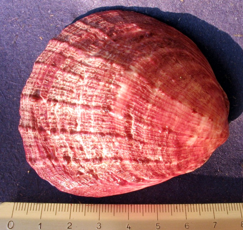 Spondylus gaederopus e Pinctada radiata