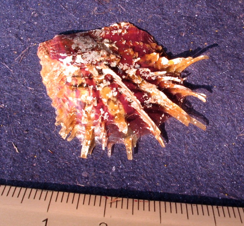 Spondylus gaederopus e Pinctada radiata