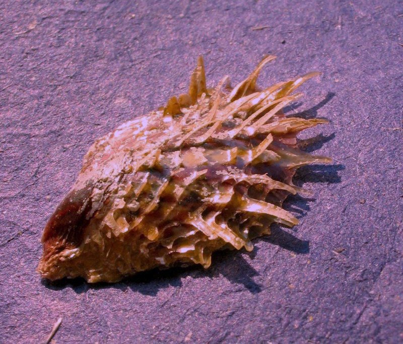 Spondylus gaederopus e Pinctada radiata