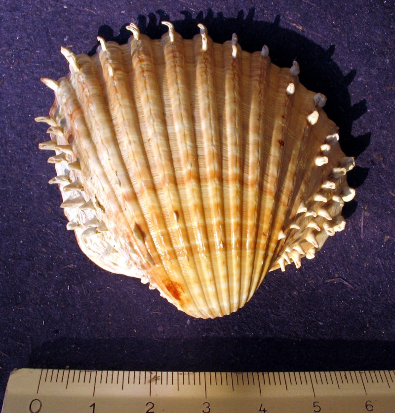 Acanthocardia aculetata