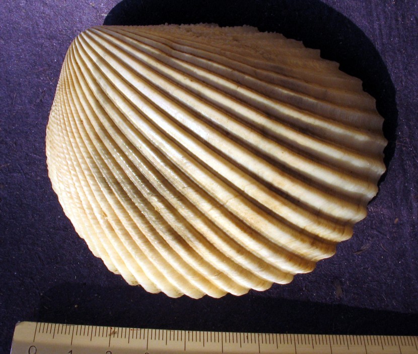Acanthocardia aculetata