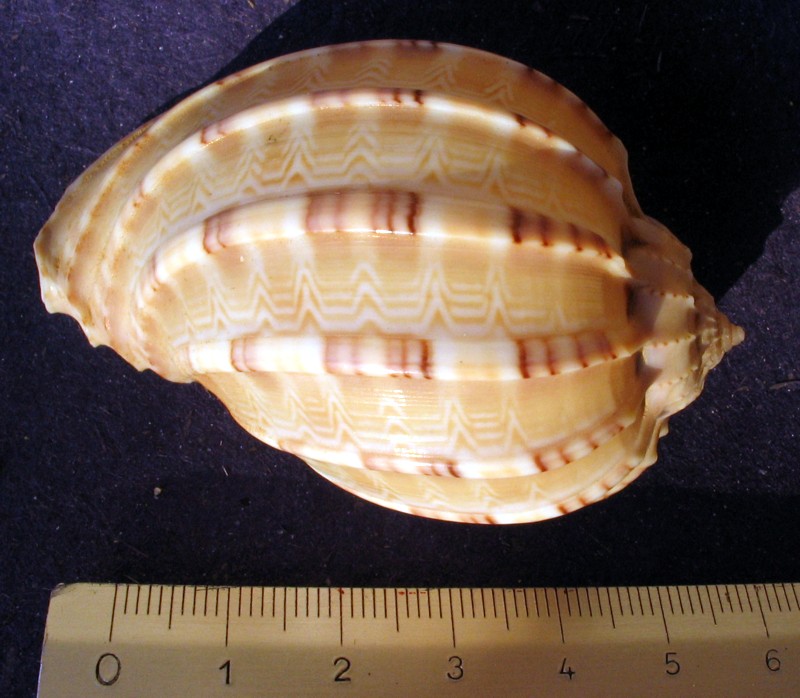 Acanthocardia aculetata