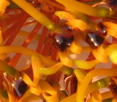 Grevillea robusta (quiz)