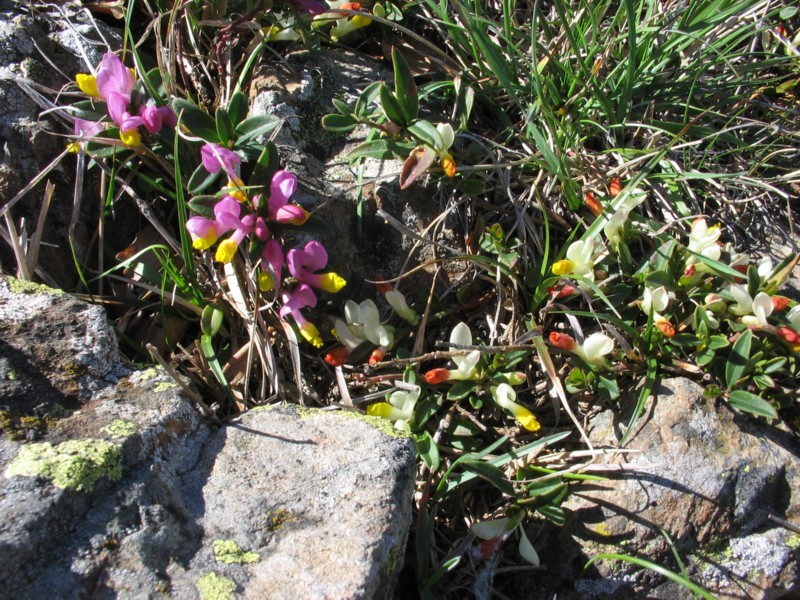 Kickxia commutata / Cencio perennante