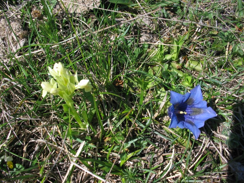 Kickxia commutata / Cencio perennante