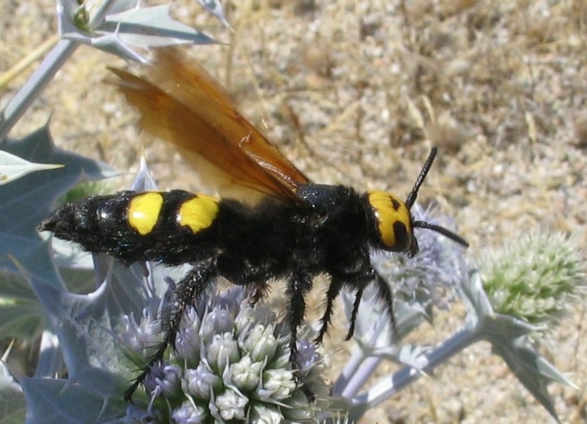 Coleotteri, Imenotteri, Neurotteri. Ortotteri.