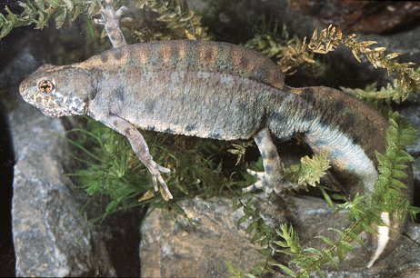 Triturus alpestris? Ichthyosaura alpestris