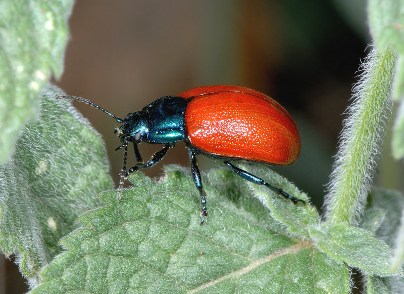 Chrysolina grossa