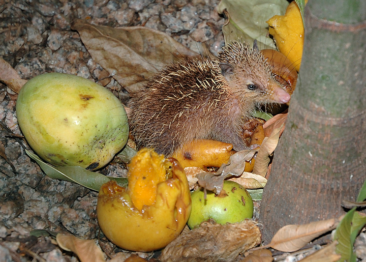 Seychelles