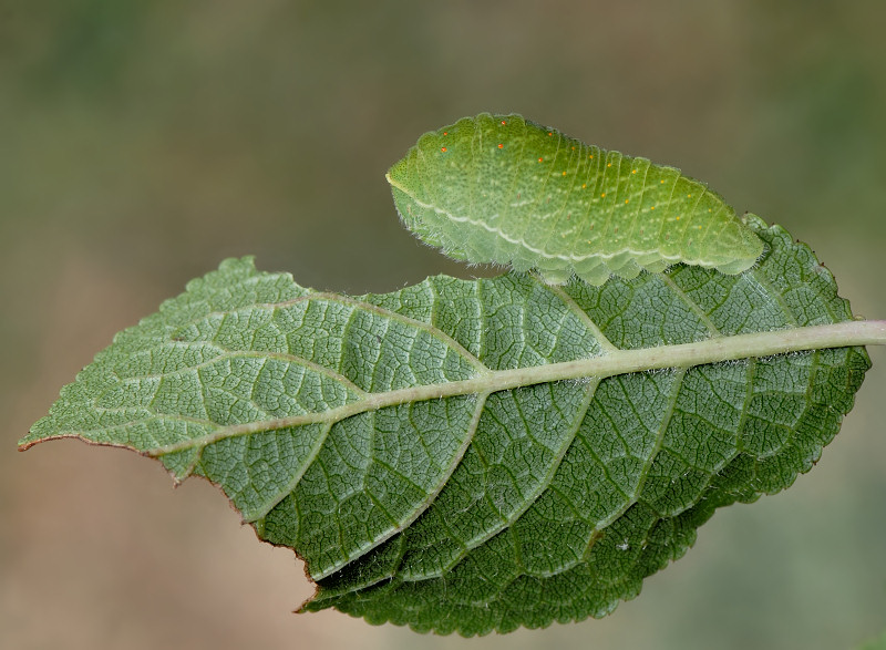 Bruco di Iphiclides podalirius